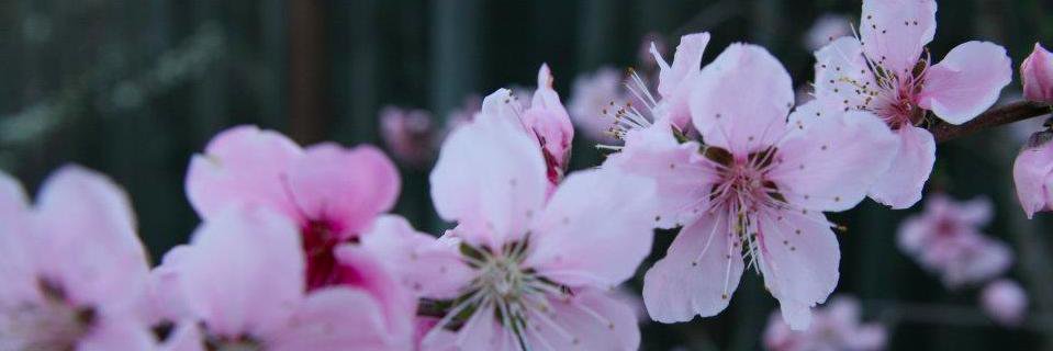 caliames's profile banner image