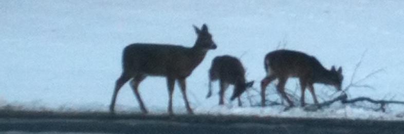 the needle-felted head of joyce carol oates banner