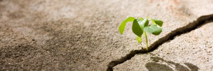 Dr Kathryn Daley banner