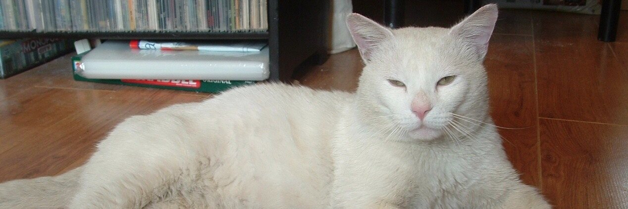 Malibu_Cats's profile banner image