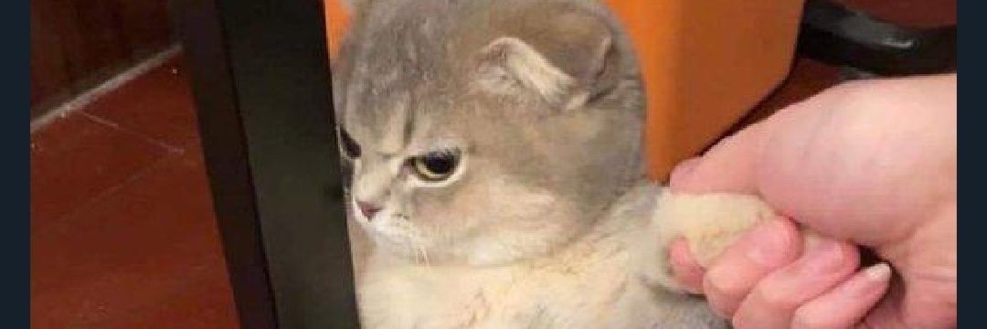 Dr. Dream Girl🦋 banner