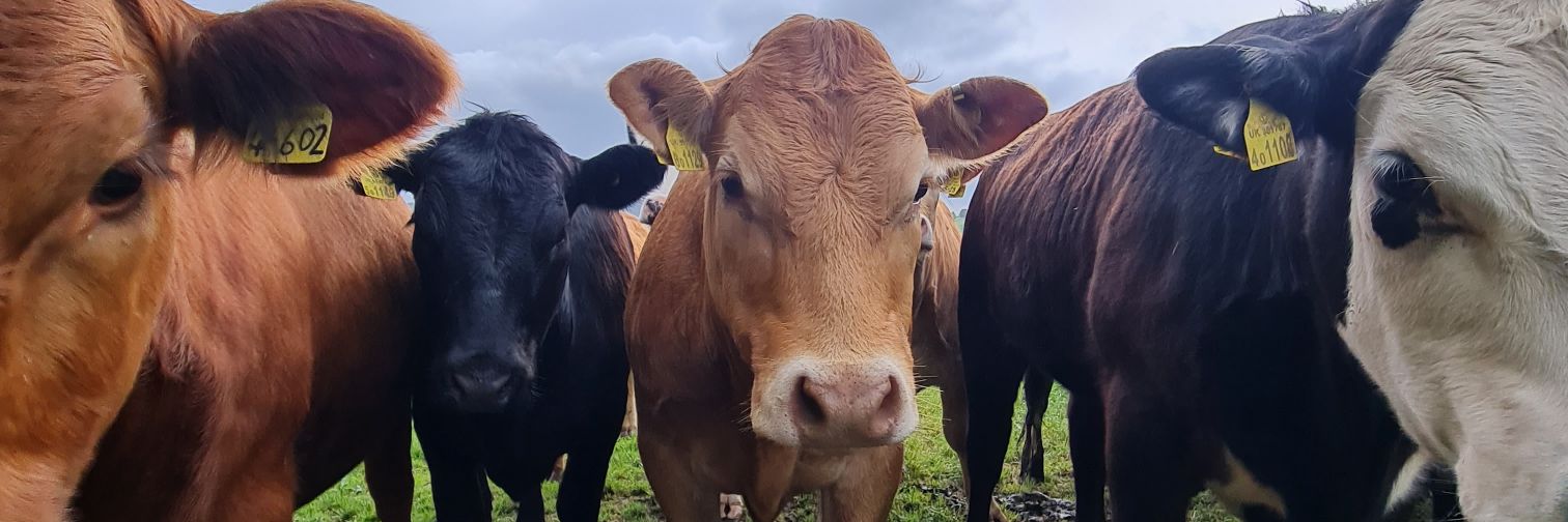 Shearwell Data Ltd banner