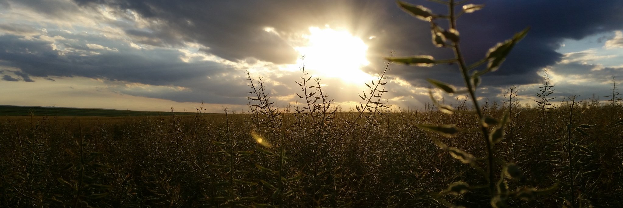 Rayglen Commodities banner