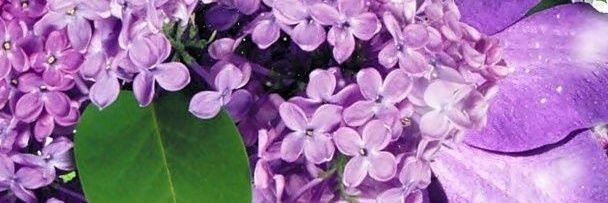 SentirPurpuraaa's profile banner image