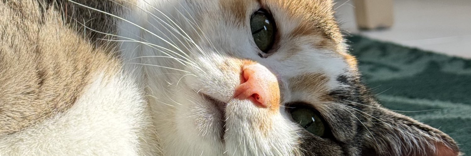 lorkios's profile banner image