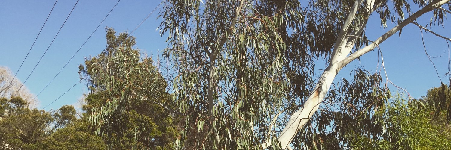 CKTuna199's profile banner image