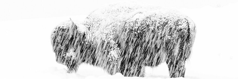 zelig965's profile banner image