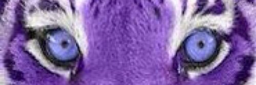 ForceMauve's profile banner image