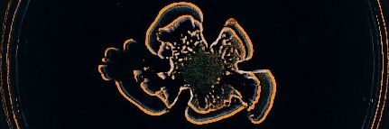 Vineet Kumar (PhD) banner