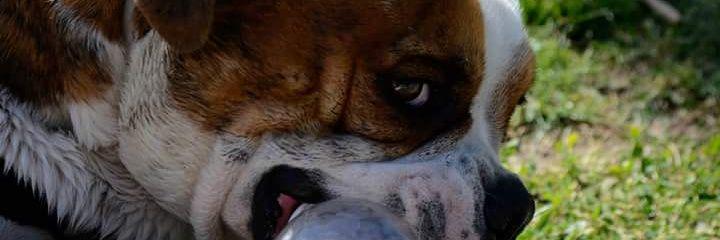 carlittos02's profile banner image