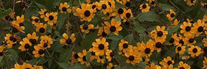 desyefriyanti's profile banner image