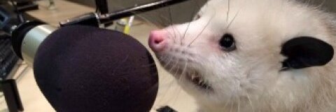 pingypossum's profile banner image