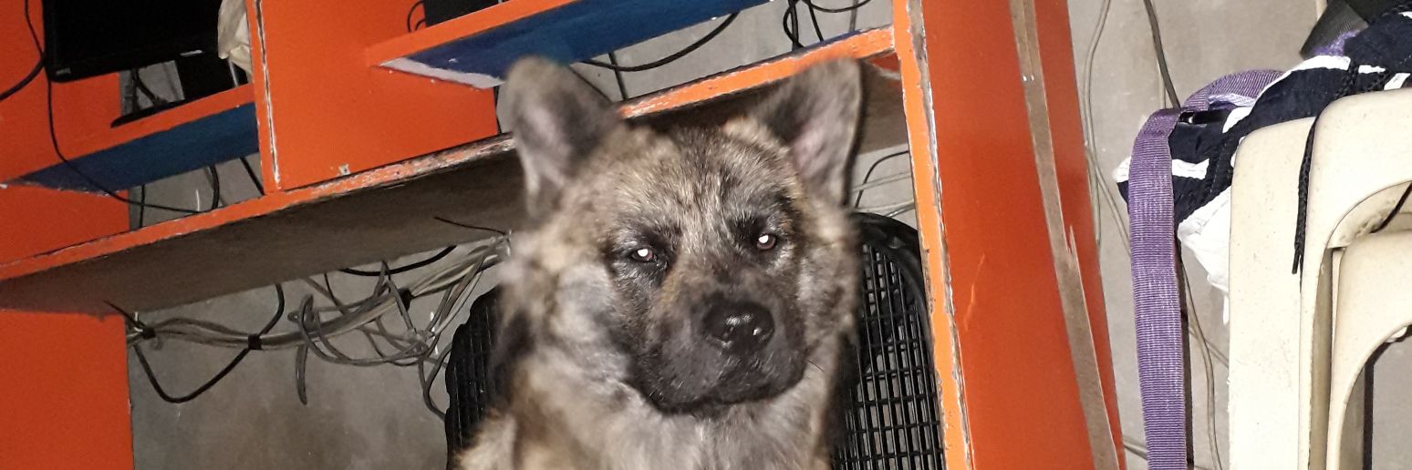 fluffysasha's profile banner image