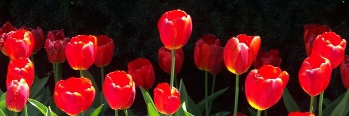 neceepb's profile banner image