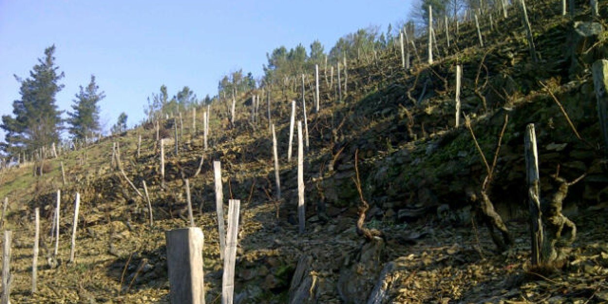 bodegasonline's profile banner image