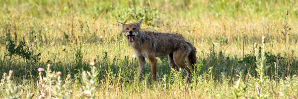 FOXPROInc Profile Banner