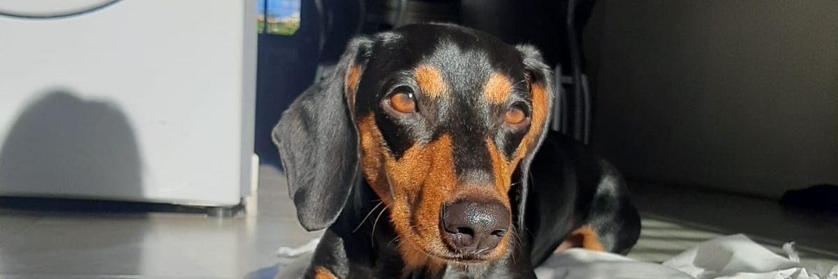 giulimalerba's profile banner image