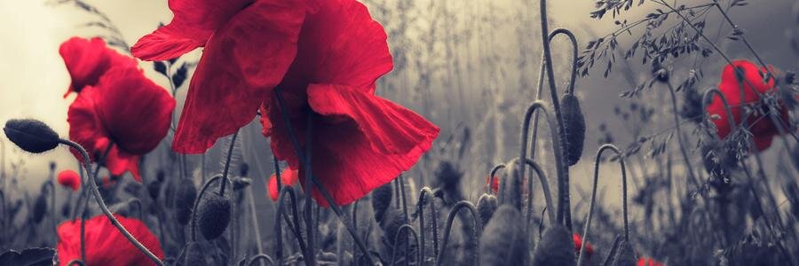 marshadara's profile banner image