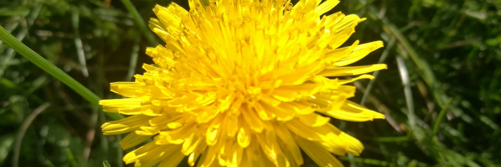 Elisabetta Saorin banner