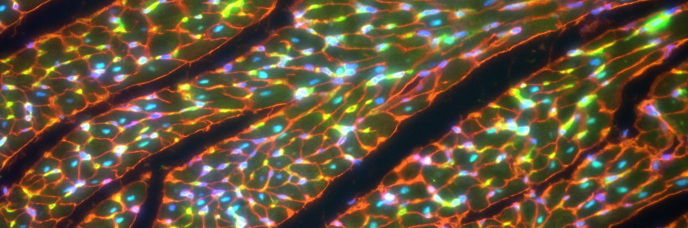 Dr. Keith R. Brunt banner