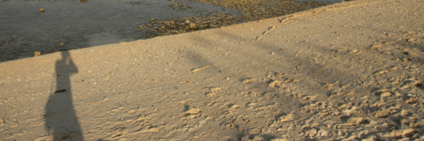 timo_wp Profile Banner