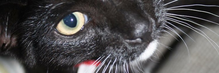 RachyTweets's profile banner image