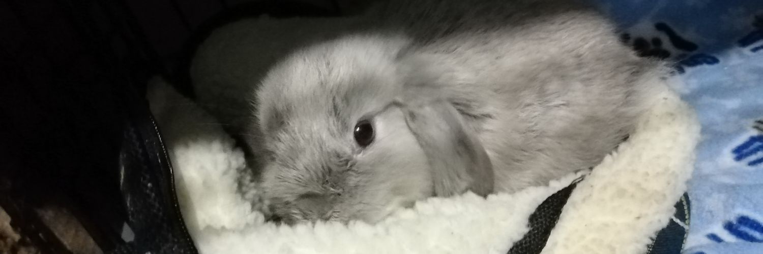 AnikNd's profile banner image