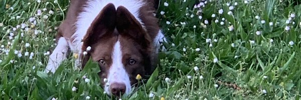 fogducker1 Profile Banner