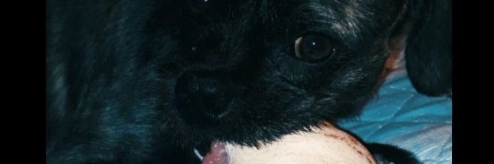 antolenuzza's profile banner image