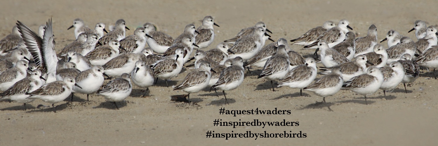 Wader Quest banner