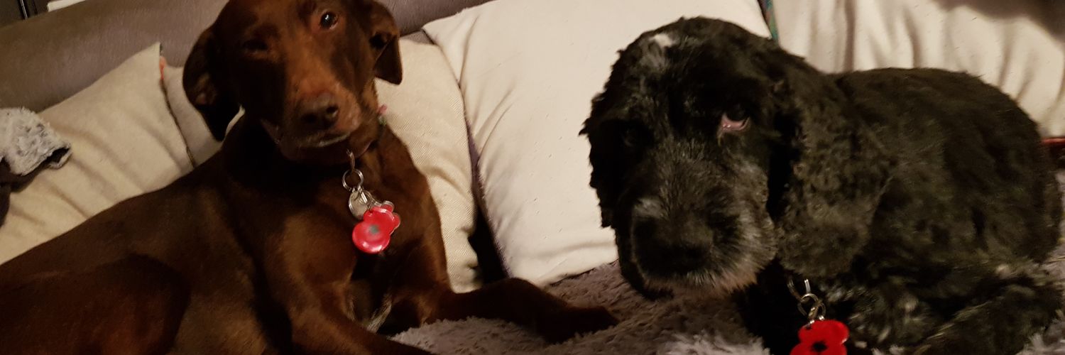 🐾🐕Lou🐕🐾 banner