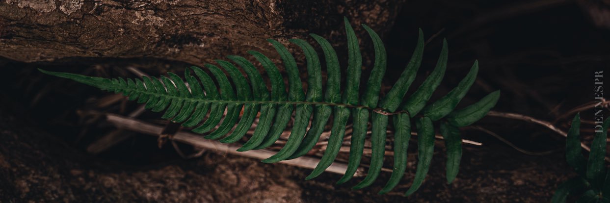 DennesRodriguez's profile banner image