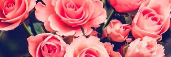 Rachendalou Profile Banner
