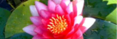 Kal_Paty's profile banner image