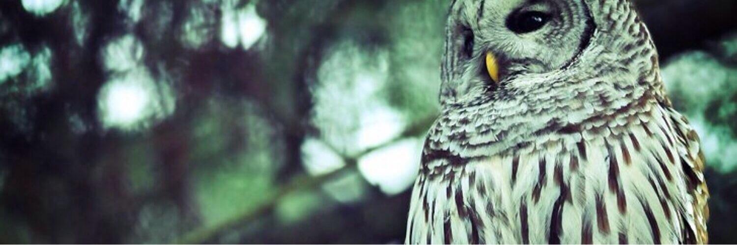 Amckenzies's profile banner image