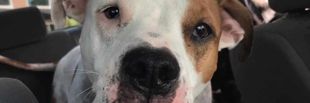 EmilyPea19's profile banner image