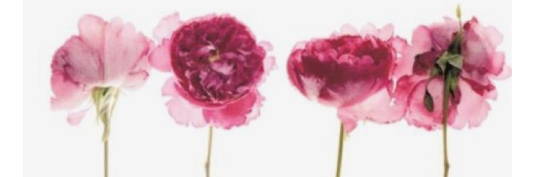 RachellllP's profile banner image