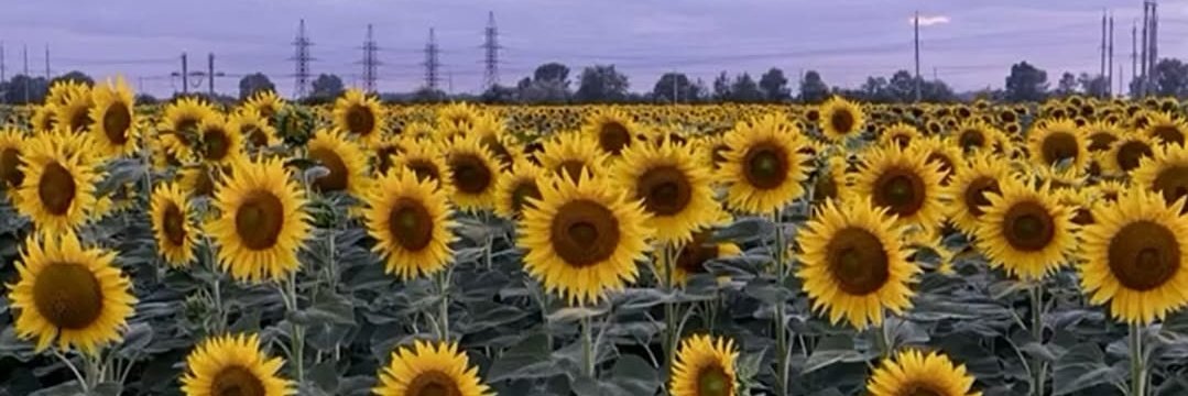 E. banner