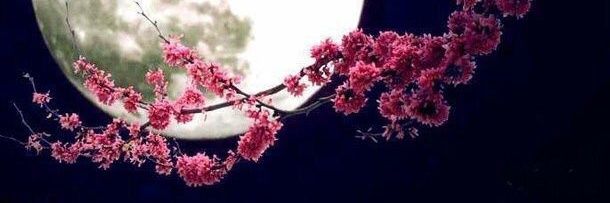 fayzah85's profile banner image