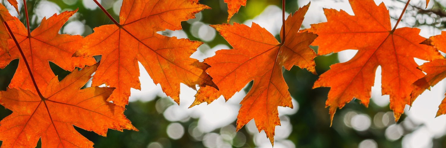 Boomer Cat Mom banner