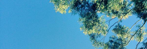 ishcapisce Profile Banner