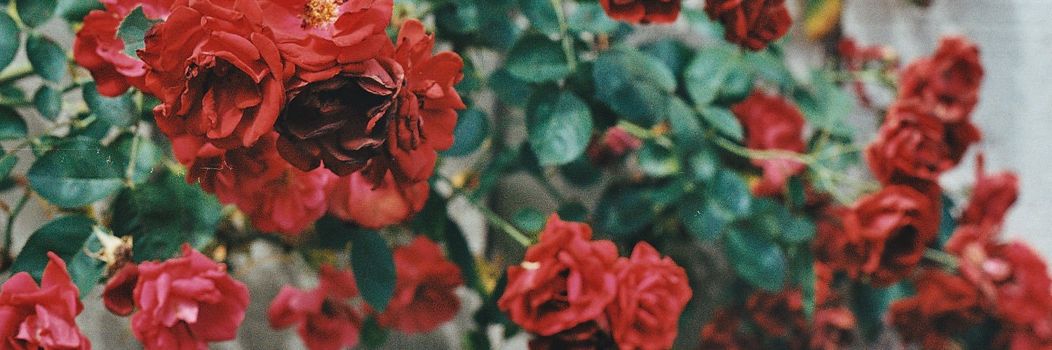 kaylaballeste's profile banner image