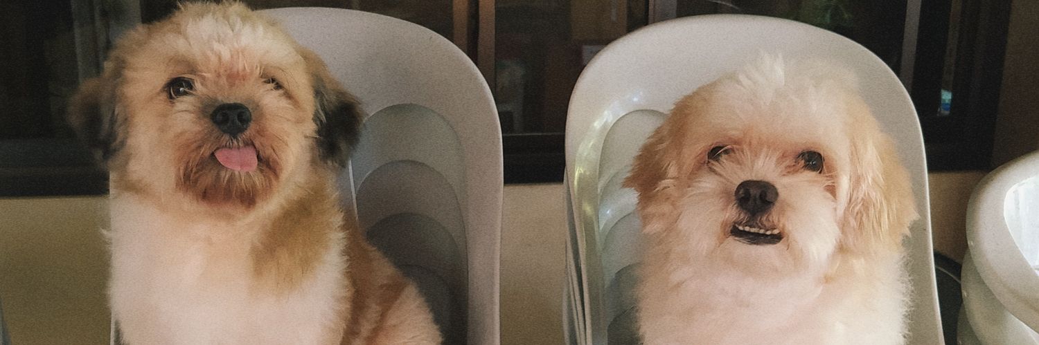 nikkiedoria's profile banner image