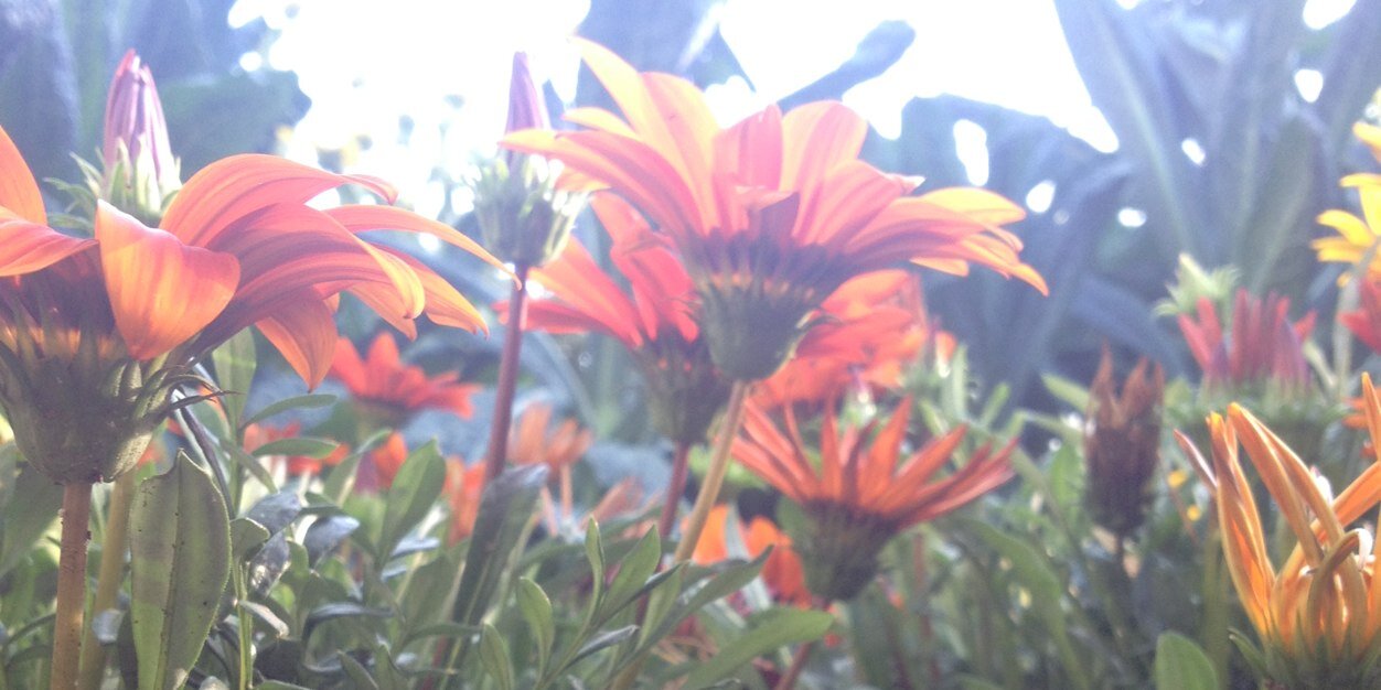 ShelbyErmis's profile banner image