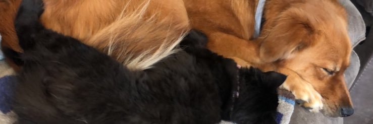 ASchiens16's profile banner image