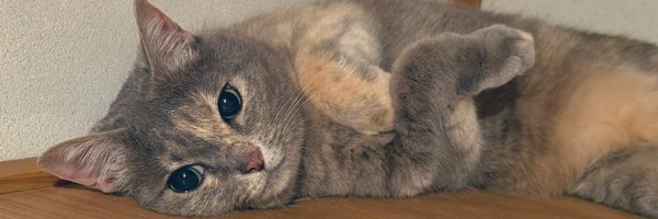 lefty_516 Profile Banner