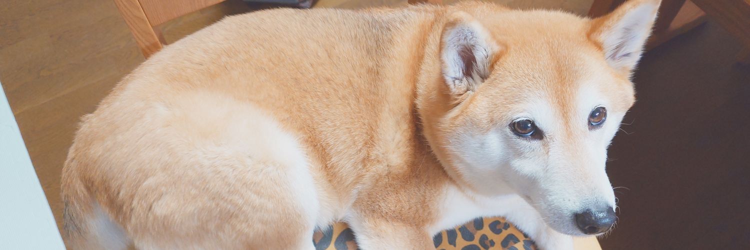siro_camp's profile banner image