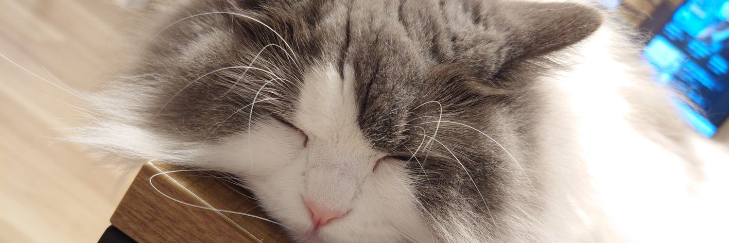 しぃちゃん banner