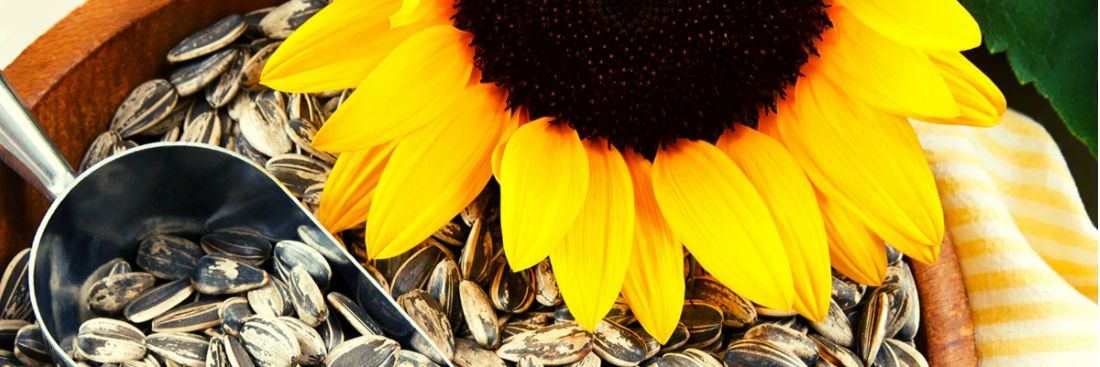 Stop electing foolish people banner