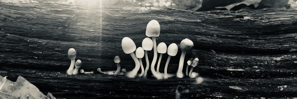 srhiands's profile banner image